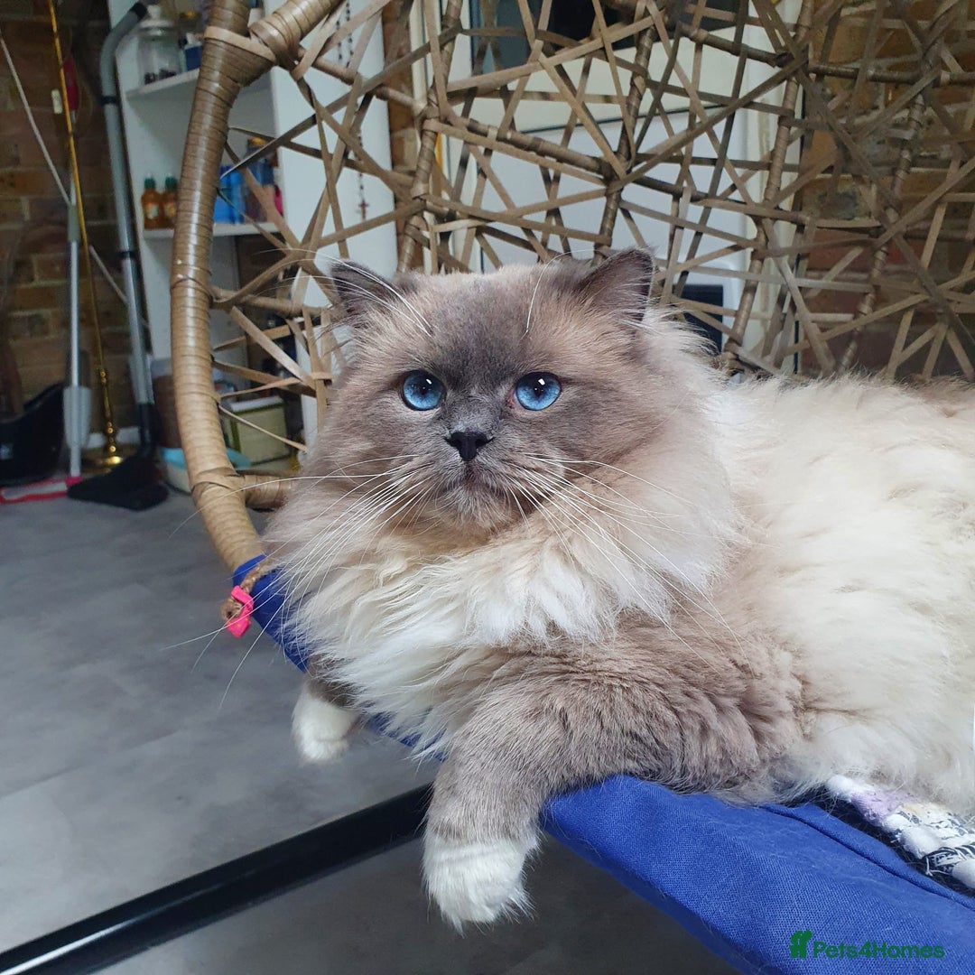 Ragdoll cats for stud: HANDSOME BOY-BLUE MITTED GCCF /TICA  AVALIABLE  - Advert 2