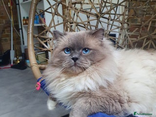 Ragdoll cats HANDSOME BOY-BLUE MITTED GCCF /TICA AVALIABLE - Advert 5