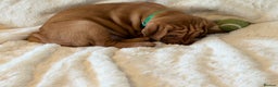 Hungarian Vizsla dogs for sale: Beautiful Hungarian Vizsla Puppies – 5⭐ Homes Only - Advert 9