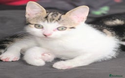 Bengal cats for sale: NEED REHOMED THIS WEEK MOVING HOUSE £100 ono - Image 7