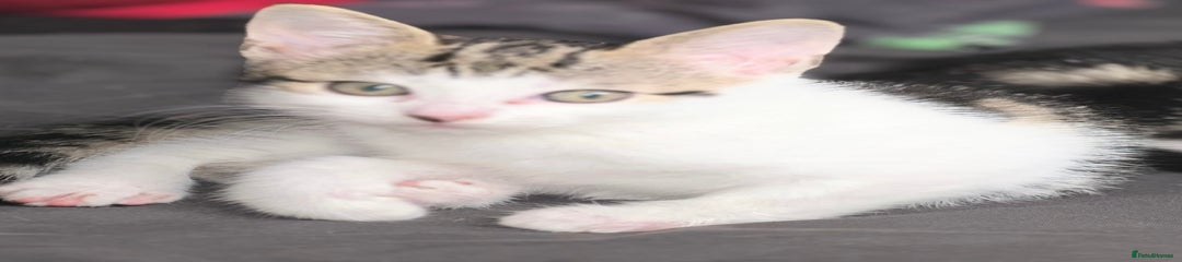 White with marble markings Bengal cross female