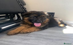 German Shepherd dogs for sale: German shepherd  - Image 6