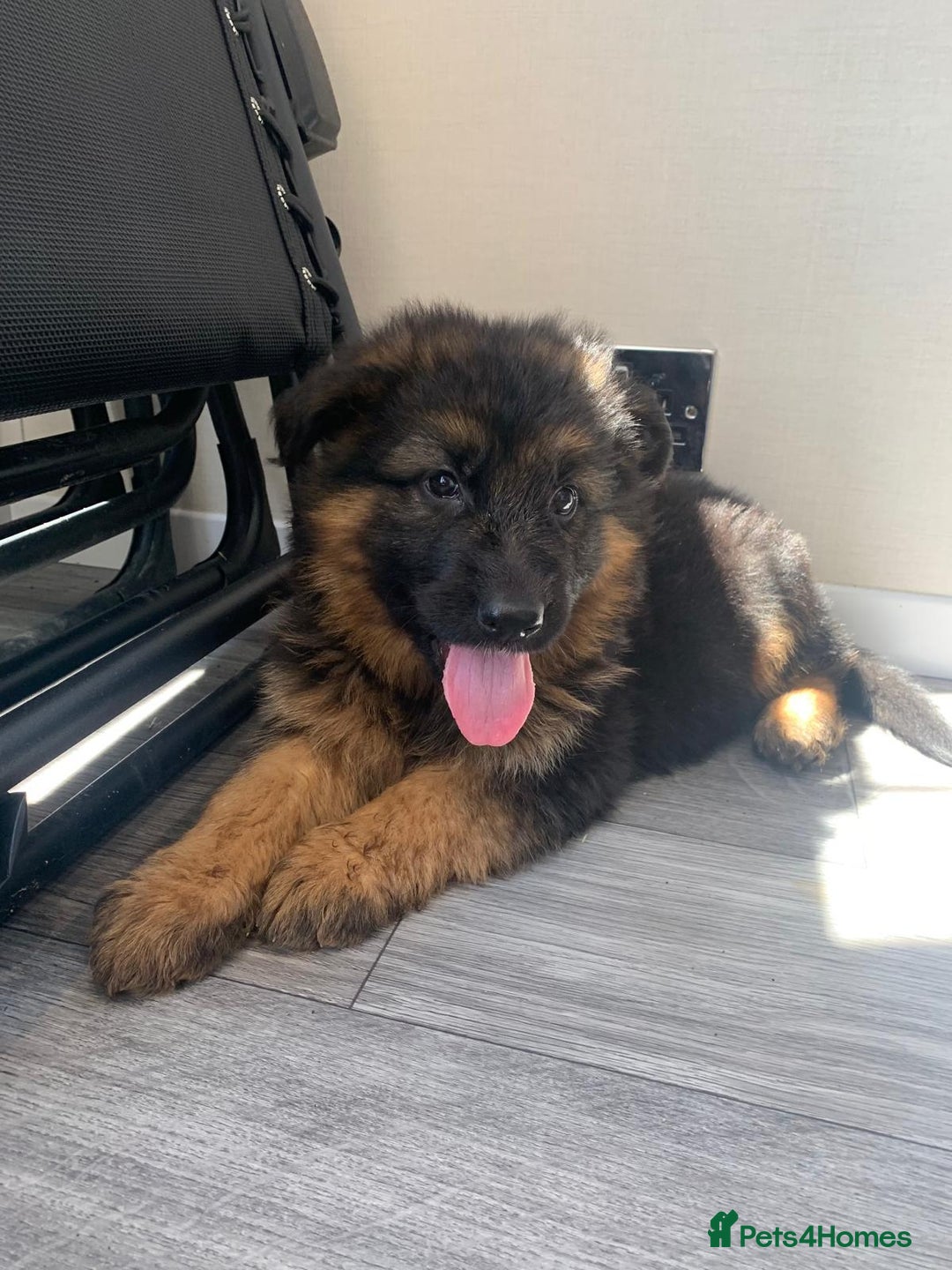 German Shepherd dogs for sale: German shepherd  - Image 6