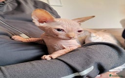 Sphynx cats for sale: Sweet & Sensitive Sphynx Seeks Loving Patient Home - Image 9