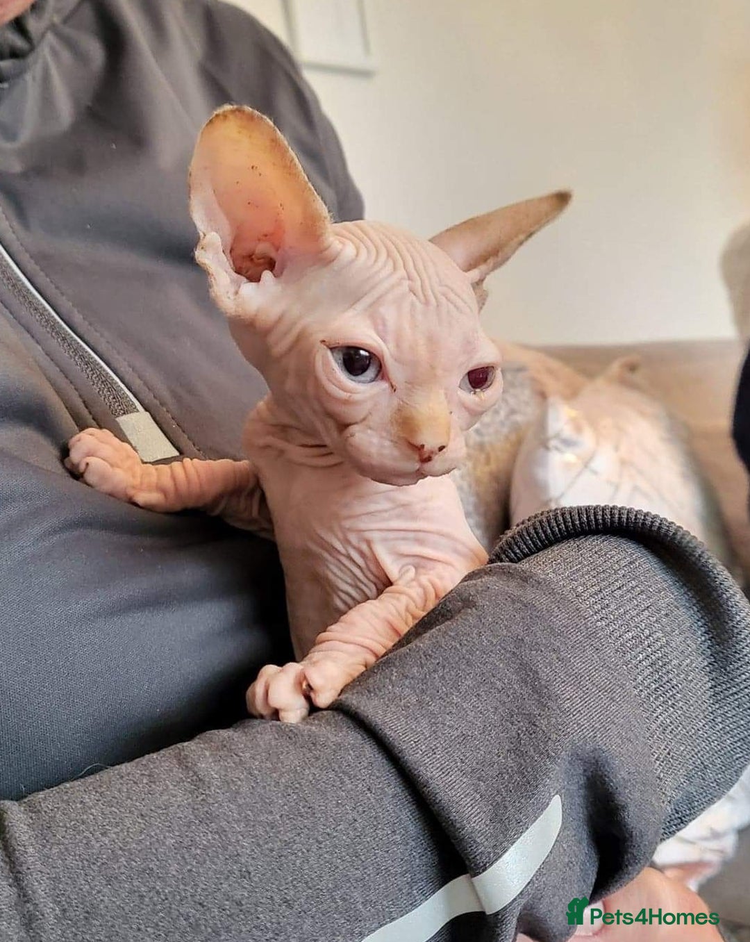 Sphynx cats for sale: Sweet & Sensitive Sphynx Seeks Loving Patient Home - Image 9