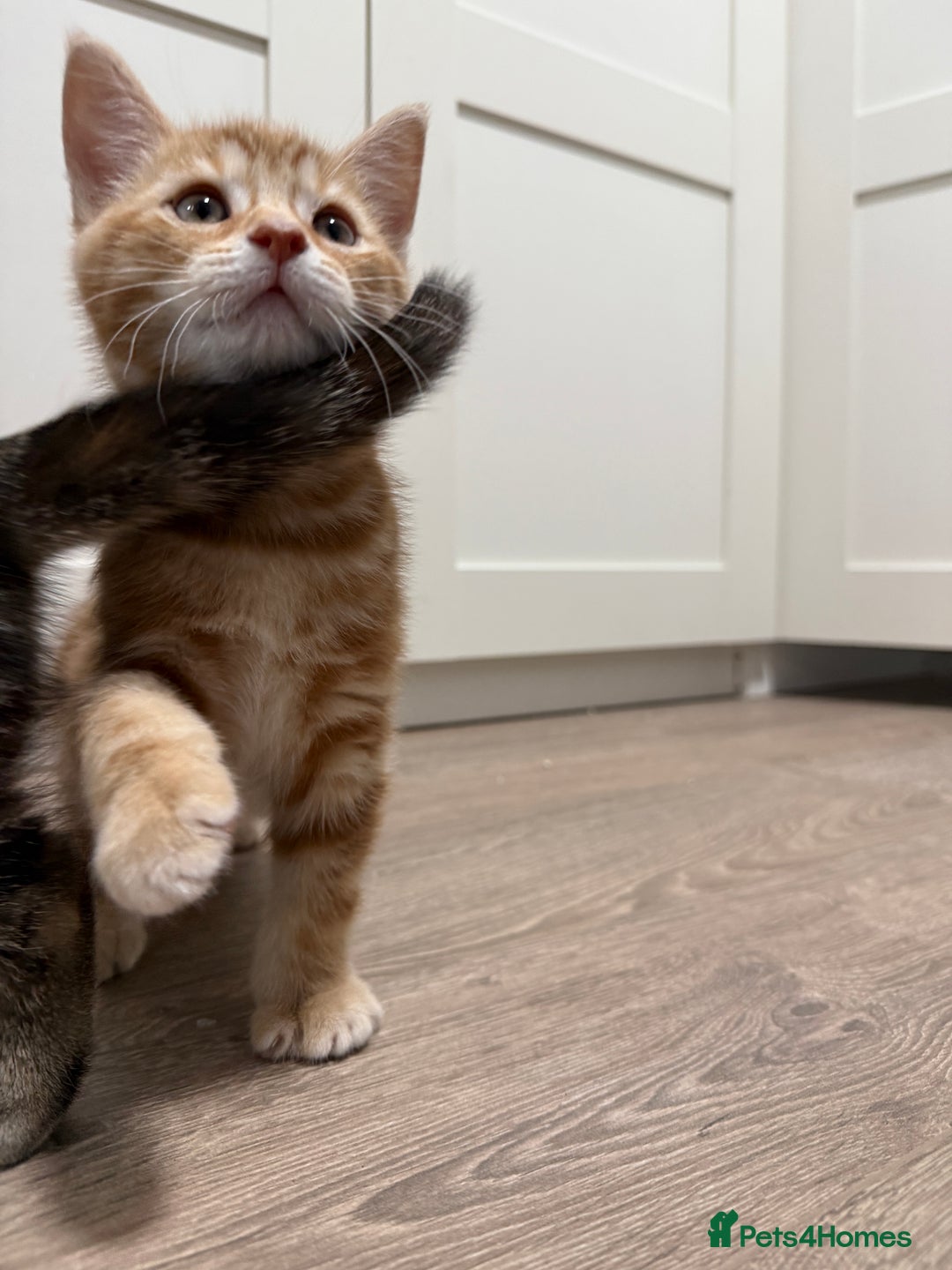 Mixed Breed cats for sale: Kittens looking for a loving home  - Image 9