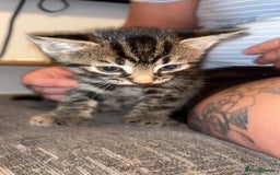 Mixed Breed cats for sale: 4 beautiful kittens  - Image 4