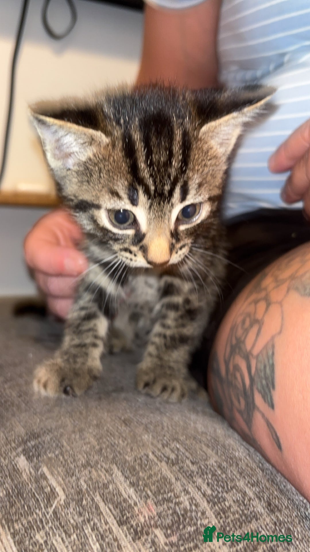 Mixed Breed cats for sale: 4 beautiful kittens  - Image 4