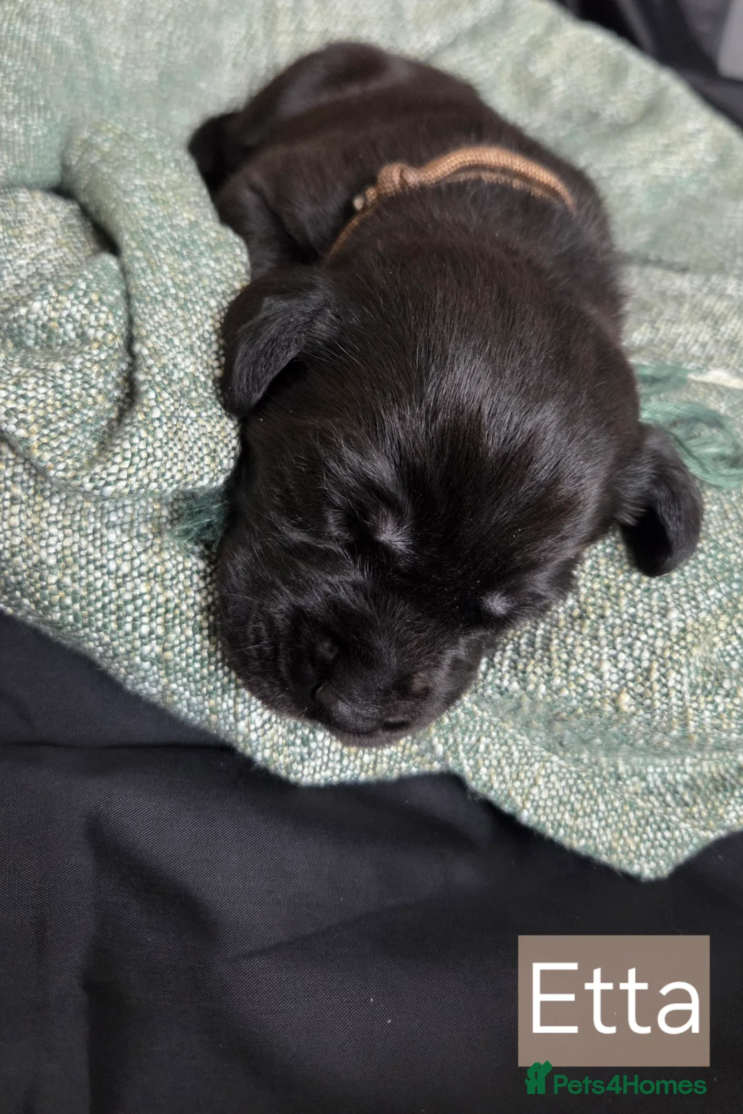 Labrador Retriever dogs for sale: Black Labrador Retriever Puppies – KC Registered - Advert 17