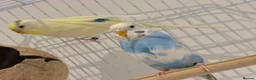 Budgerigars birds for sale: Beautiful Budgies  in Ilford - Advert 1