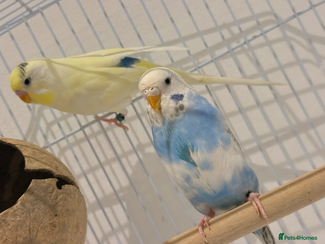 Budgerigars birds for sale: Beautiful Budgies  in Ilford - Advert 1