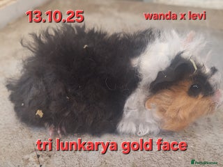 Guinea Pig rodents Baby female guinea pigs - Advert 9