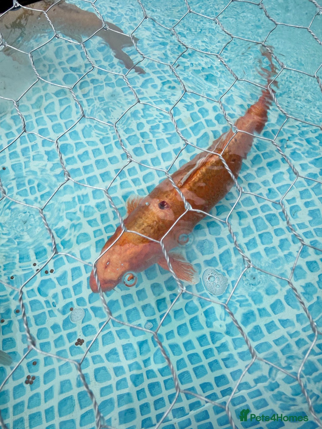Koi Carp fish for sale: Koi carp for sale  - Advert 4