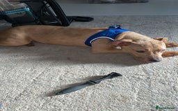 American Bully dogs for sale: Milo need home asap  - Image 1