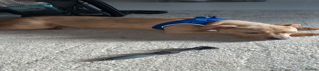 American Bully Puppy 1