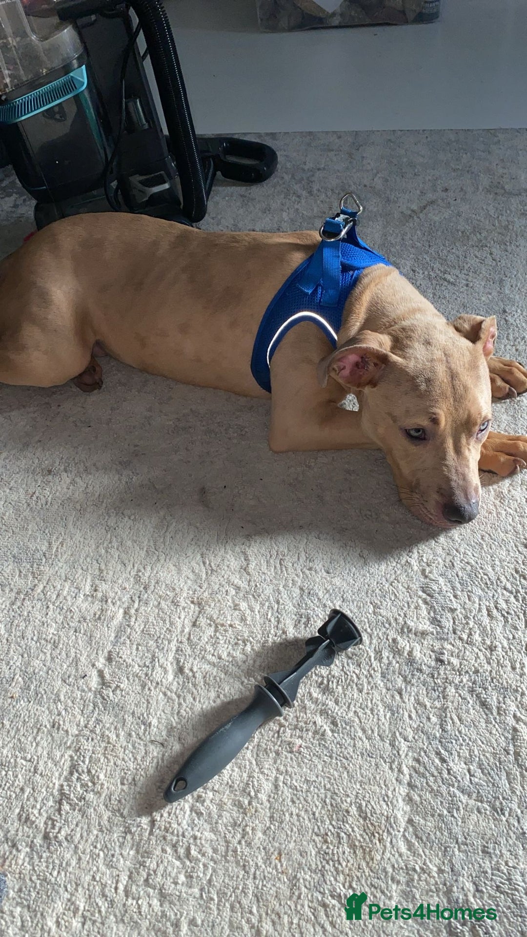 American Bully dogs for sale: Milo need home asap  - Image 1