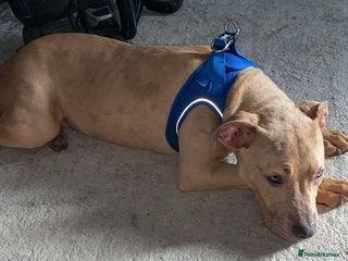 American Bully dogs for sale - Advert 1