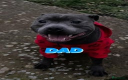 Staffordshire Bull Terrier dogs for sale: Beautiful Kennel registered blue staffie for sale  - Image 24