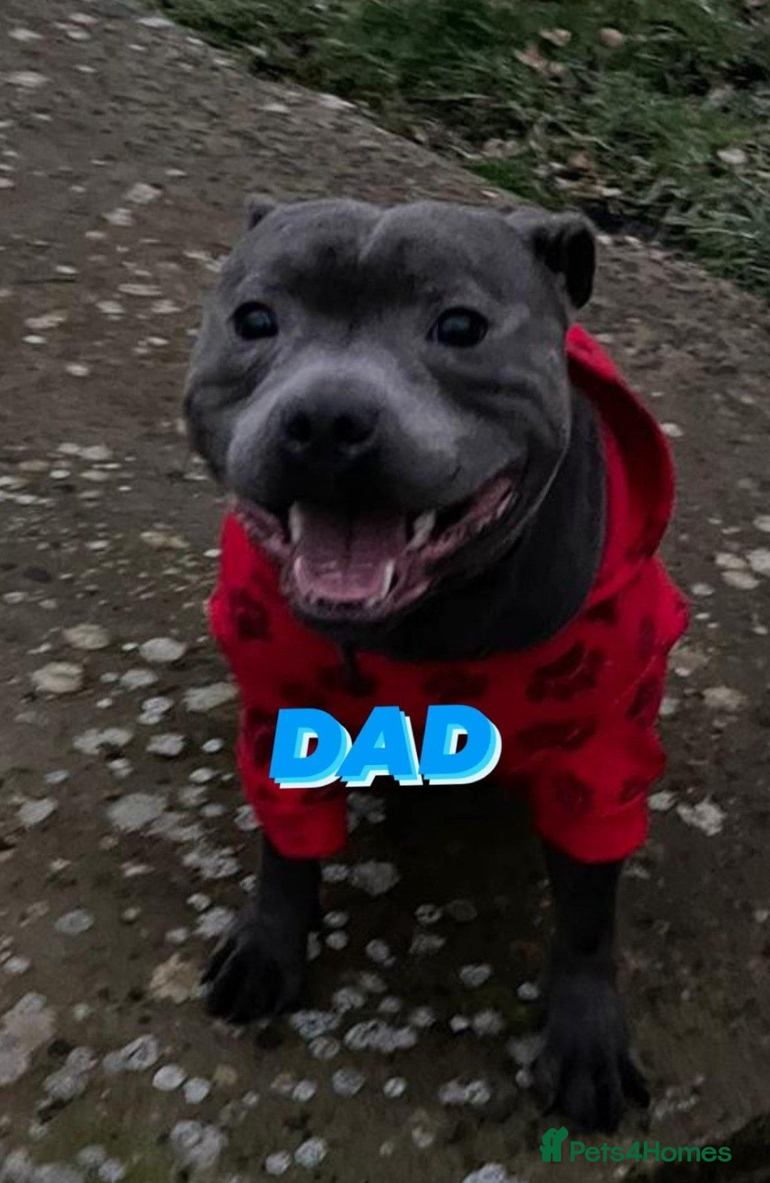 Staffordshire Bull Terrier dogs for sale: Beautiful Kennel registered blue staffie for sale  - Image 24
