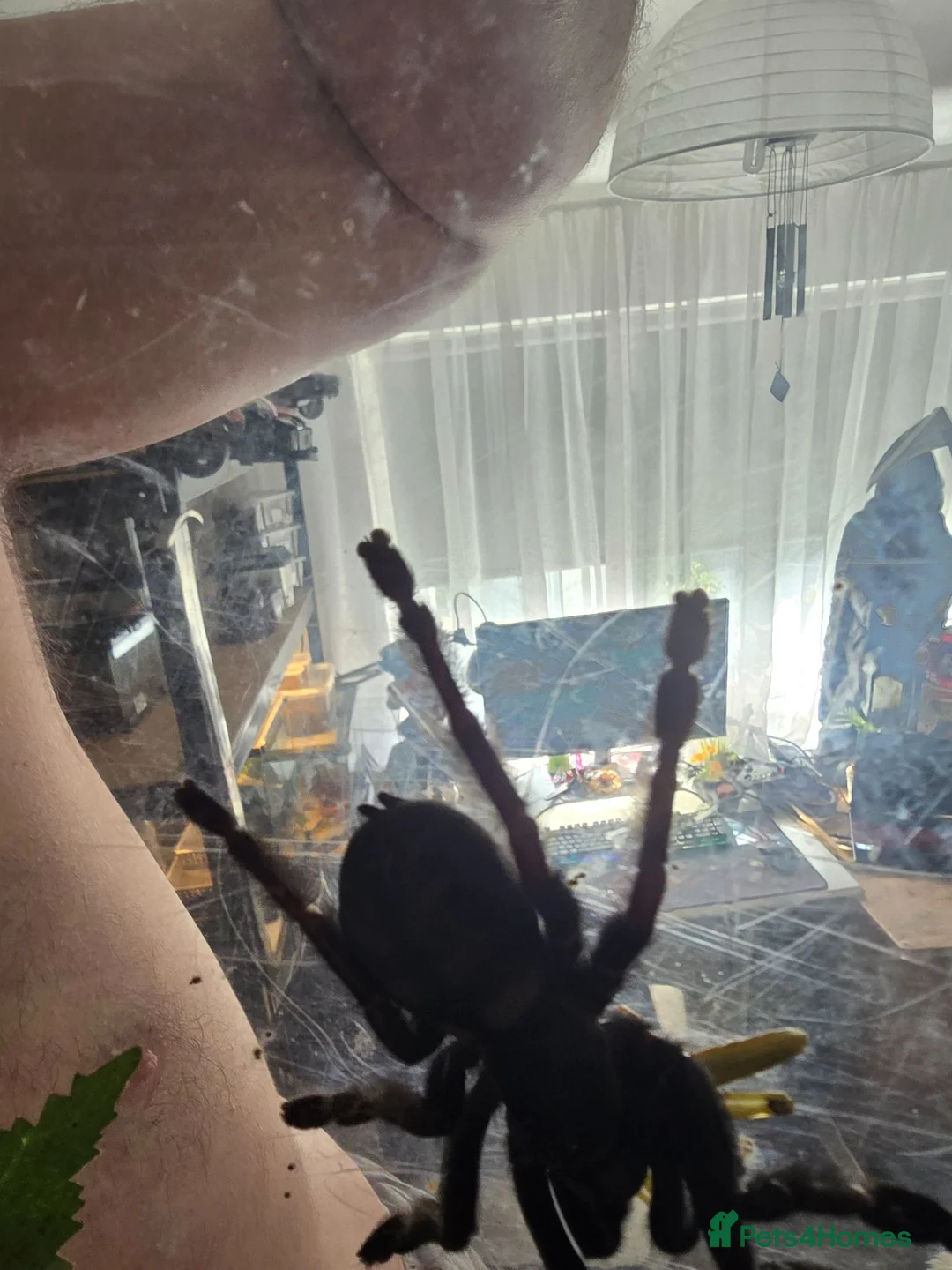 Tarantulas invertebrates for sale: Psalmopoeus irminia 6.5 dc - Advert 10