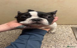 French Bulldog dogs for sale: French bulldog pups 07495497432 - Image 5