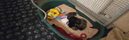 Pomeranian dogs for sale: Gorgeous pomeranian pups - Advert 8