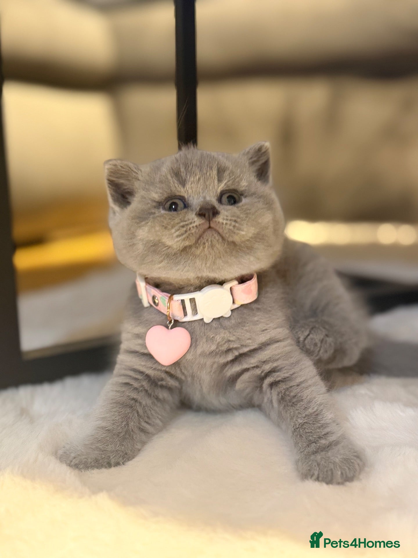 Scottish Fold cats Schotish straight  - Advert 1
