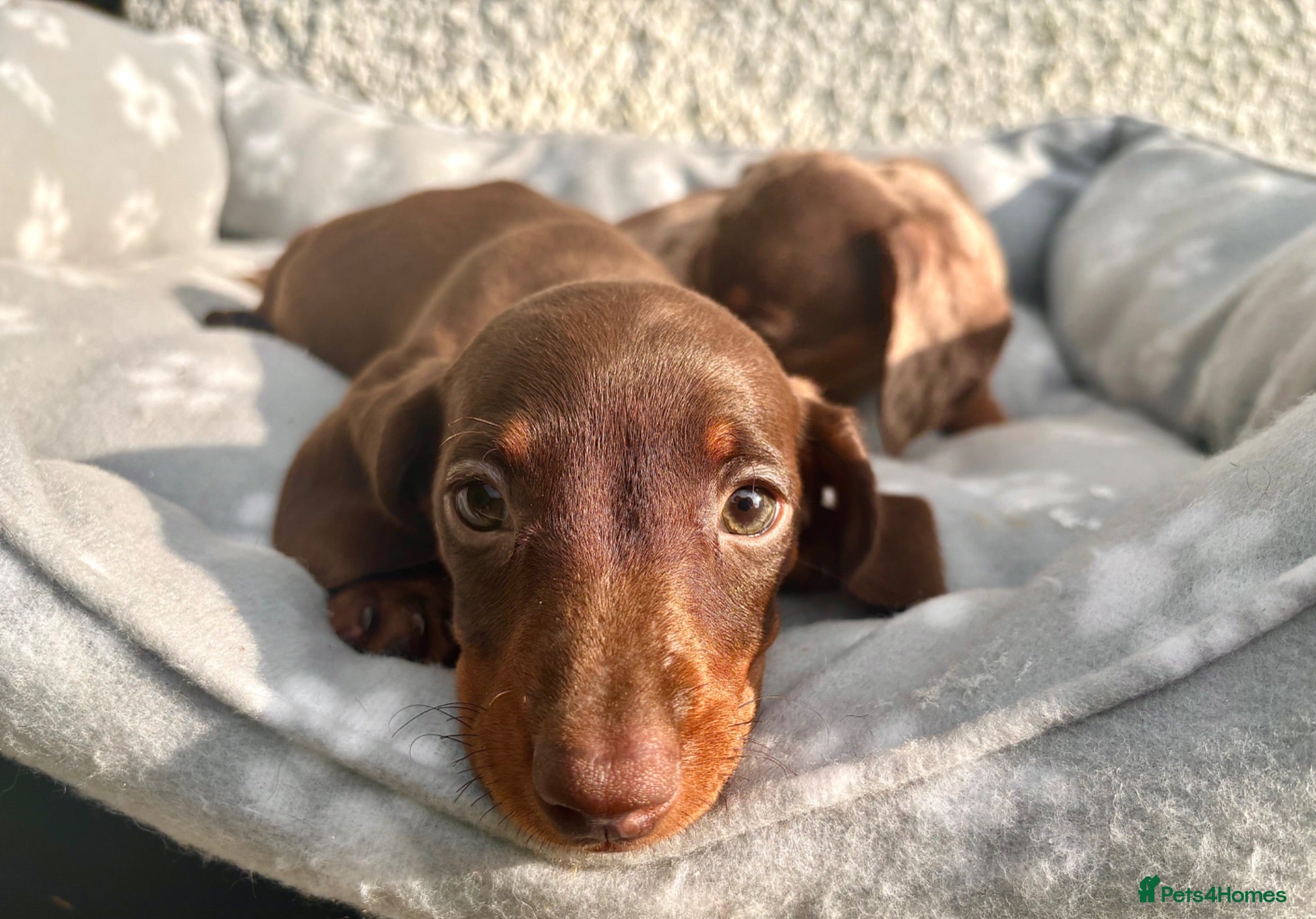 Miniature Dachshund dogs 🐶😍Miniature dachshund Puppies😍🐶 - Advert 4