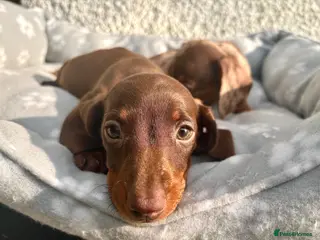 Miniature Dachshund dogs 🐶😍Miniature dachshund Puppies😍🐶 - Advert 4