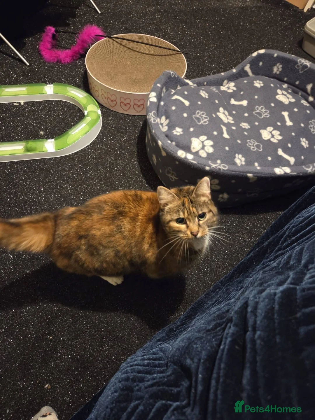 Mixed Breed cats for adoption: ❤️🐱 FLUFFY – A Sweet, Social Tortoiseshell Girl - Advert 6