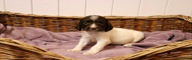 English Springer Spaniel Puppy 5