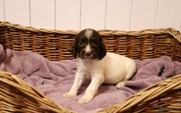 English Springer Spaniel dogs for sale: Working Bred Springer Spaniel Puppies For Sale.  - Image 16
