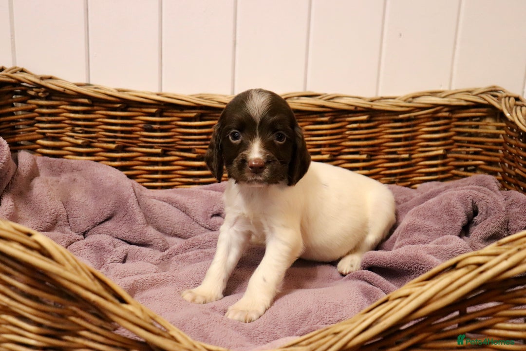 English Springer Spaniel dogs for sale: Working Bred Springer Spaniel Puppies For Sale.  - Image 16