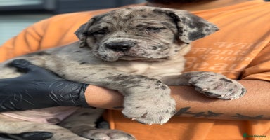 Mixed Breed dogs - Advert 7