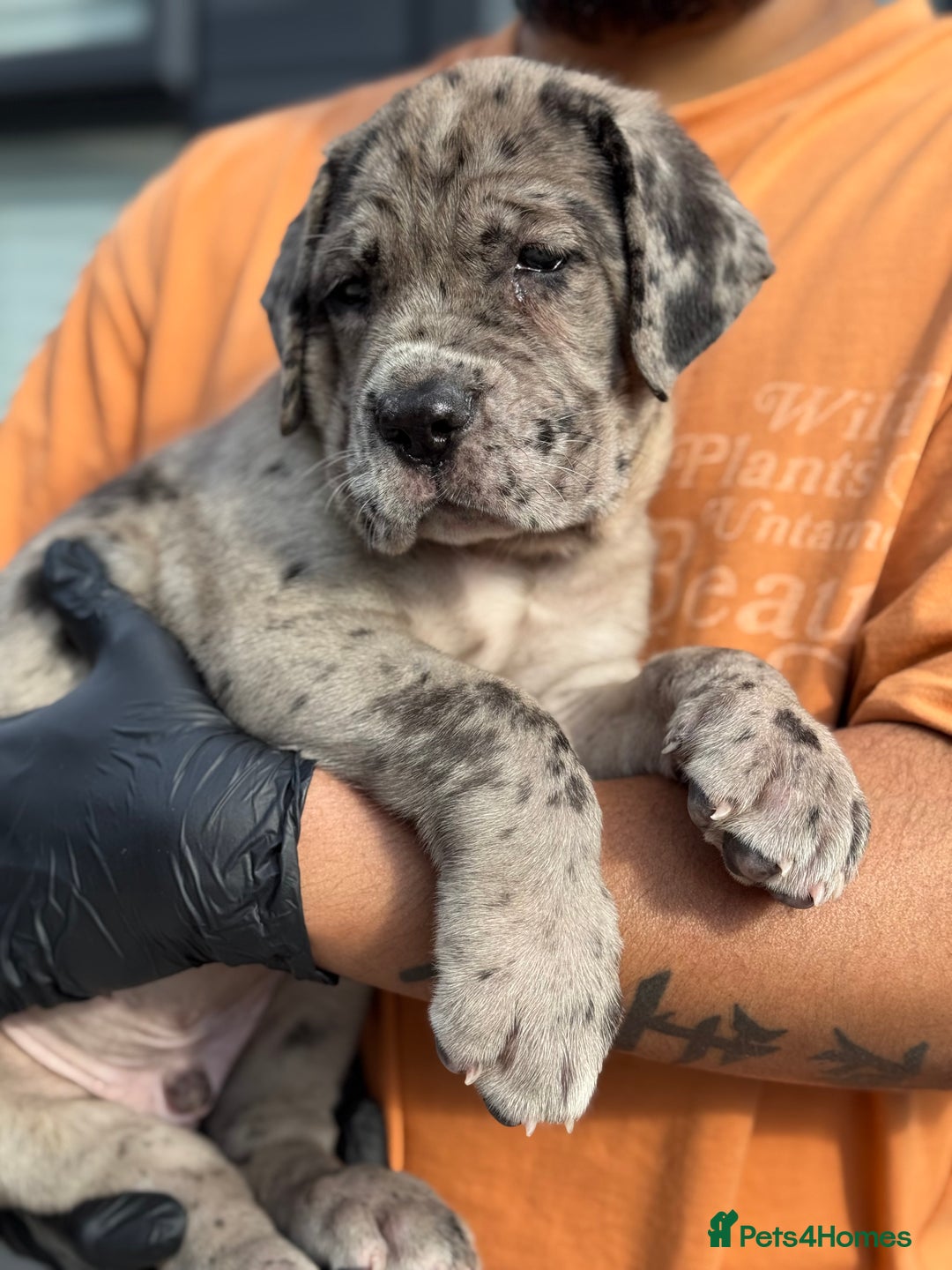 Mixed Breed dogs for sale: Massive Mastiff pups available  - Image 2