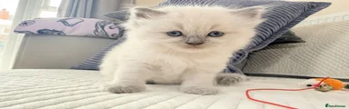Ragdoll 2 brown