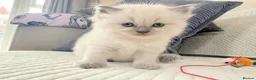 Ragdoll cats for sale: 3 Blue Point Kittens for sale - All Boys!! - Advert 38