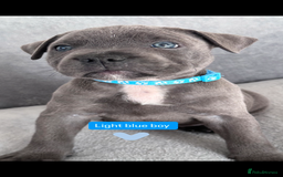 Staffordshire Bull Terrier dogs for sale: Blue Staffordshire bull terrier  - Image 6