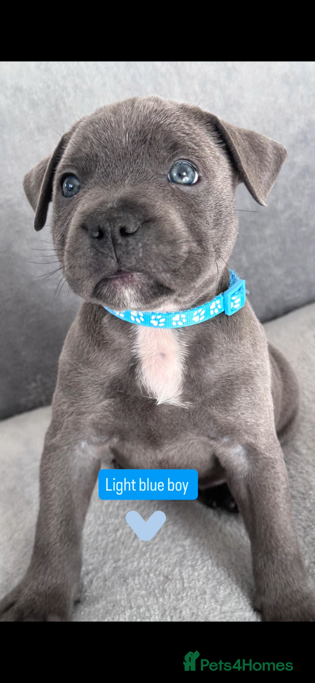 Staffordshire Bull Terrier dogs for sale: Blue Staffordshire bull terrier  - Image 6