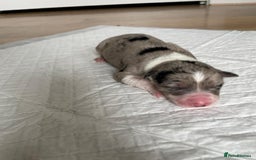Australian Shepherd dogs for sale: *3 LEFT* Australian shepherd puppies for sale  - Image 7