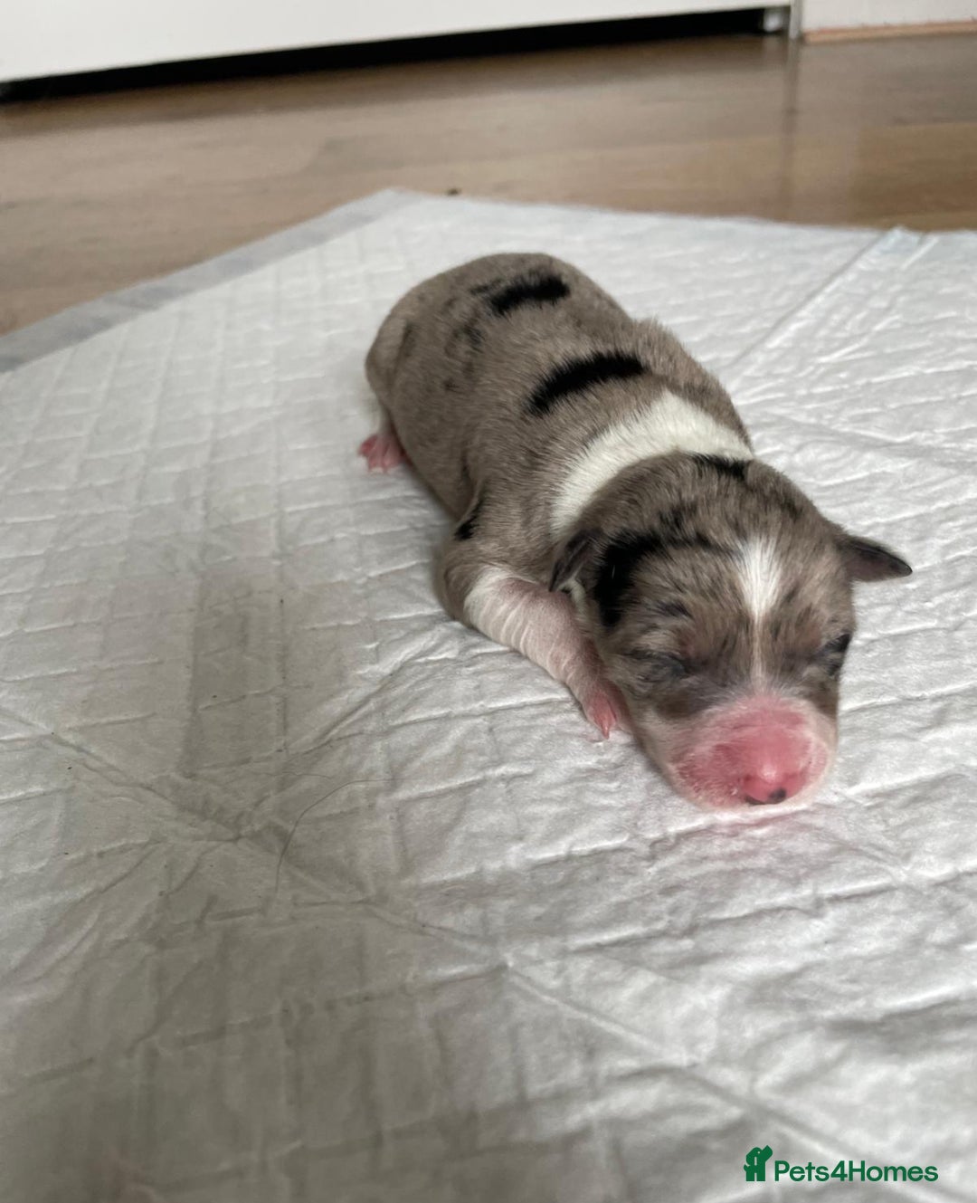 Australian Shepherd dogs for sale: *3 LEFT* Australian shepherd puppies for sale  - Image 7