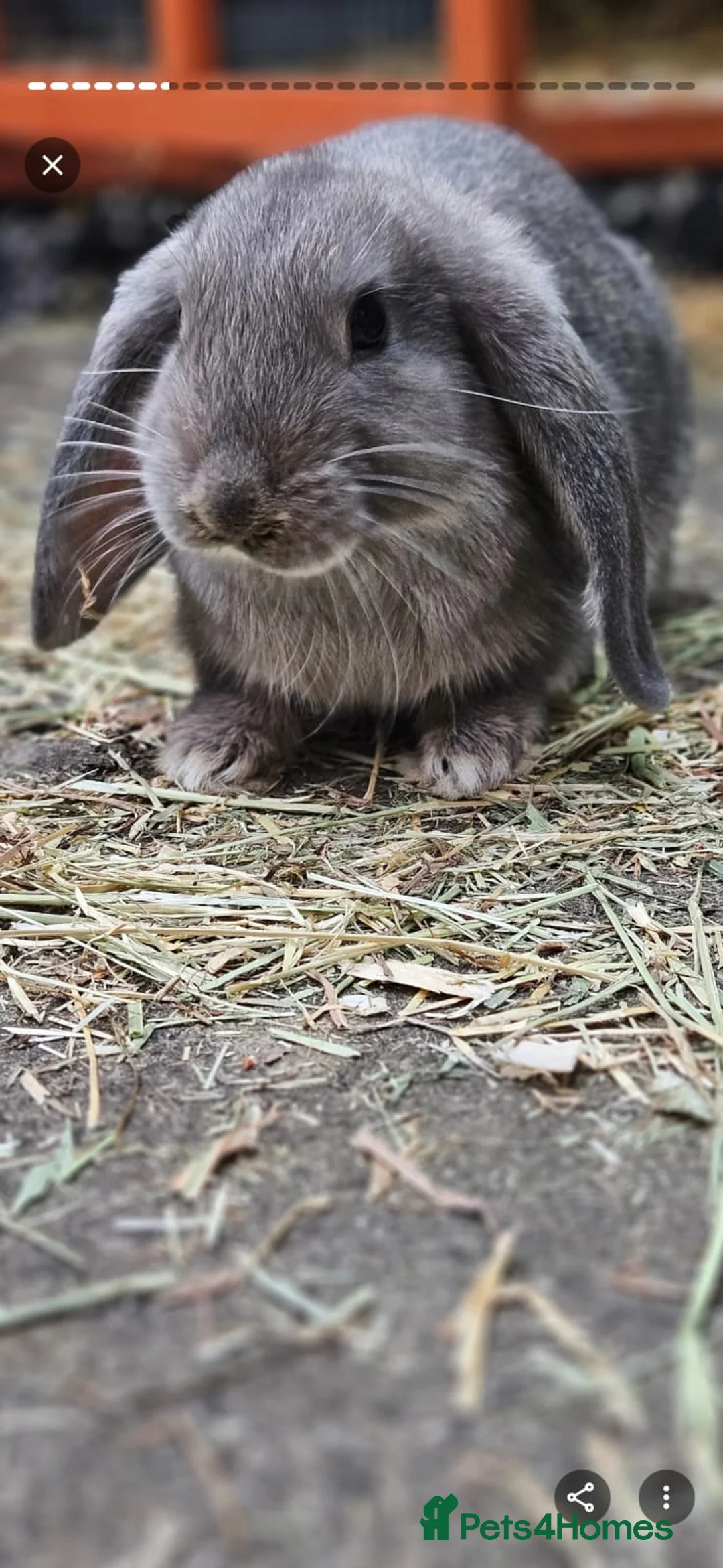 Mixed Breed rabbits for sale: 2 Bonded Rabbits to be re homed.  - Advert 2