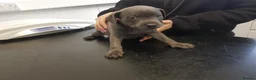 Staffordshire Bull Terrier dogs for sale: Staffordshire bull terrier  in Stoke-on-Trent - Advert 2