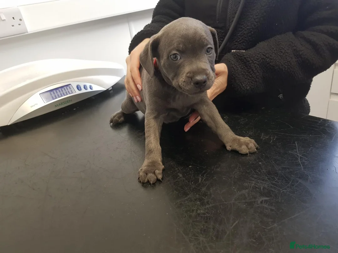 Staffordshire Bull Terrier dogs for sale: Staffordshire bull terrier  in Stoke-on-Trent - Advert 2