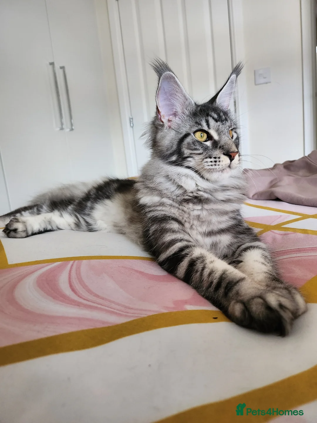 Maine Coon cats for sale: only 1 kitten available  in Sunderland - Advert 1