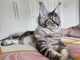 Maine Coon cats only 1 kitten available - Advert 3