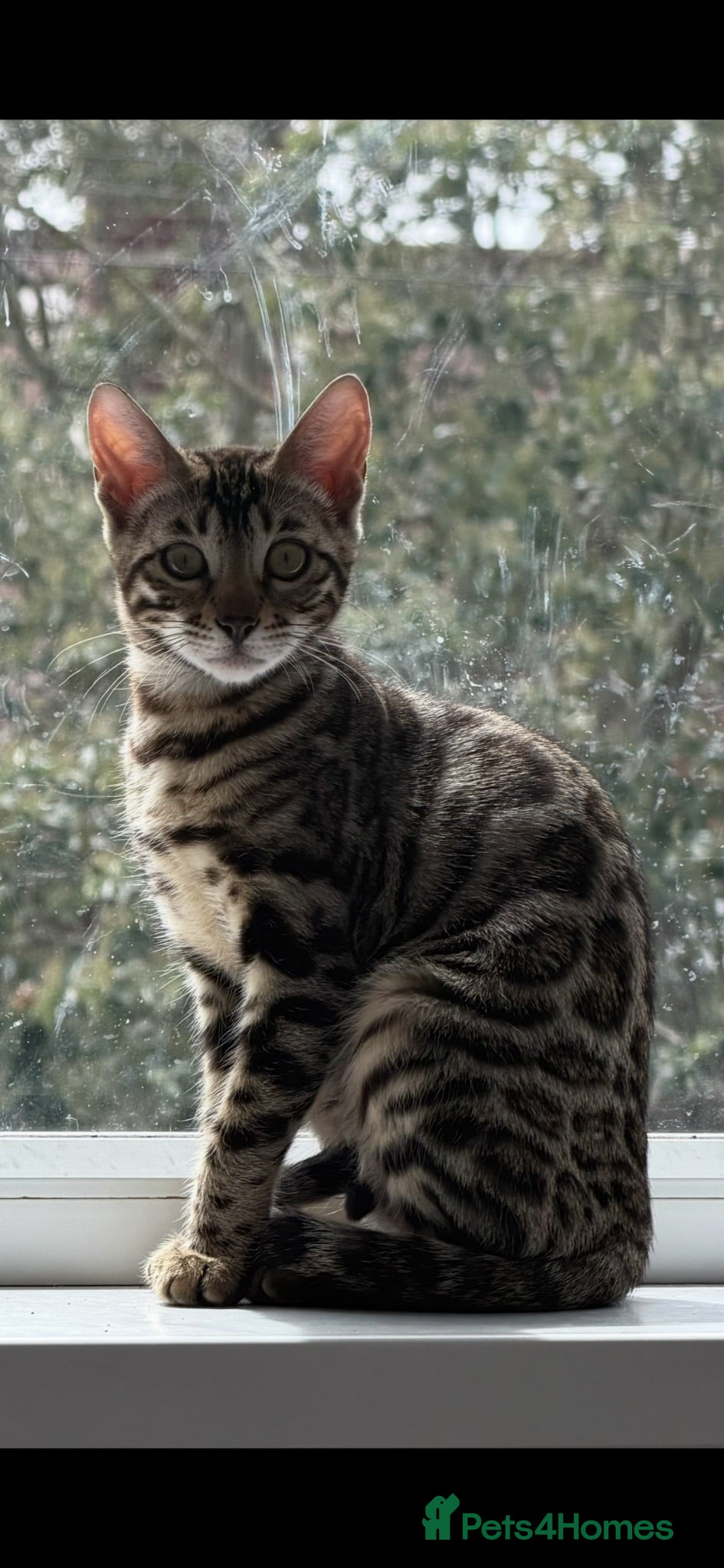 Bengal cats BENGAL 🔥 KITTENS TICA REGISTERED  - Advert 8