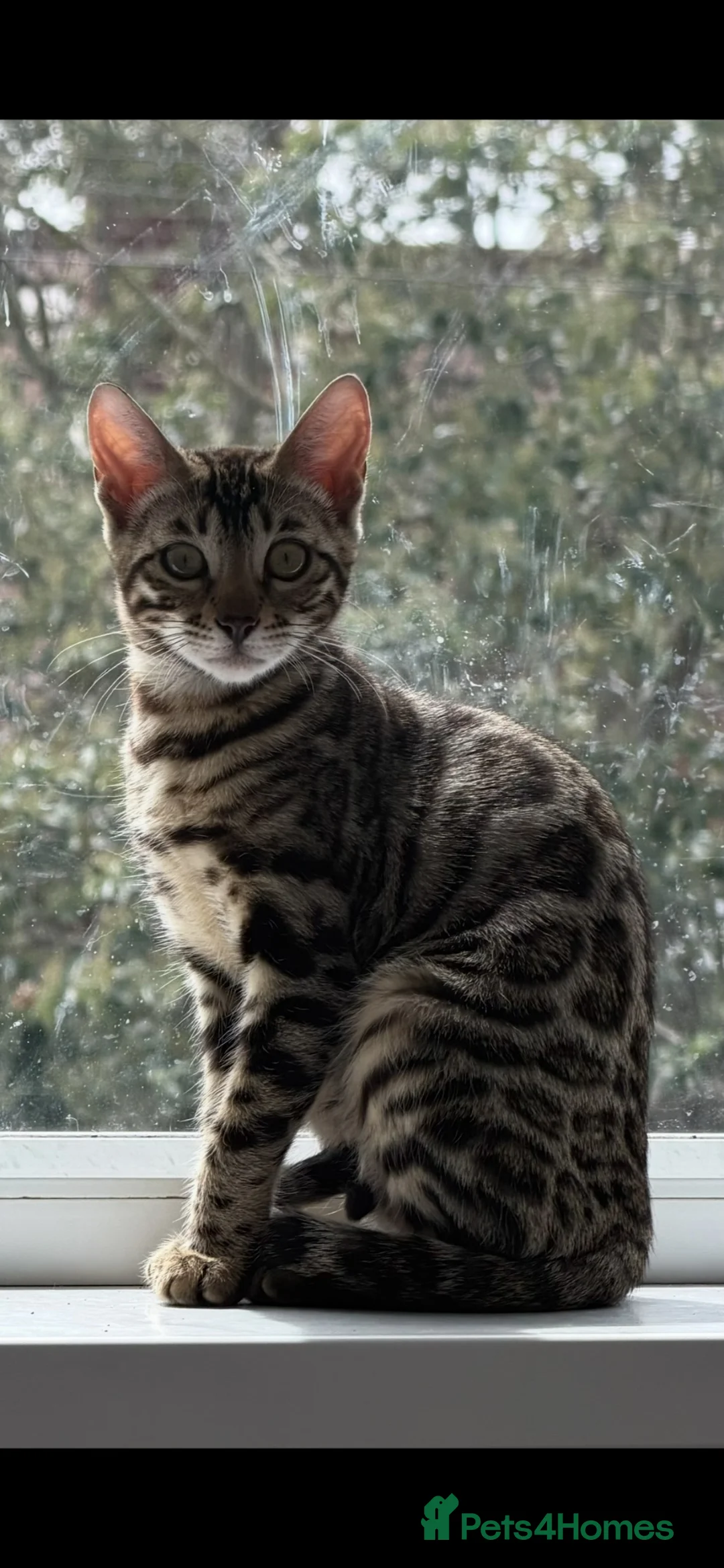 Bengal cats for sale: BENGAL 🔥 KITTENS TICA REGISTERED  - Advert 1