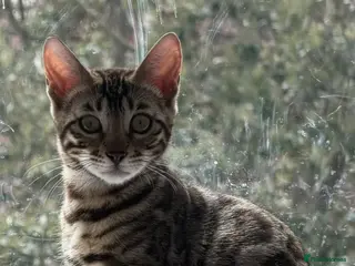 Bengal cats BENGAL 🔥 KITTENS TICA REGISTERED - Advert 8