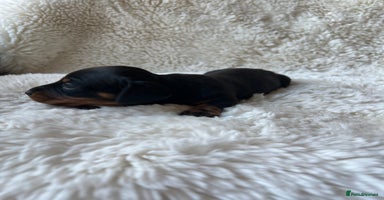 Miniature Dachshund dogs - Advert 13
